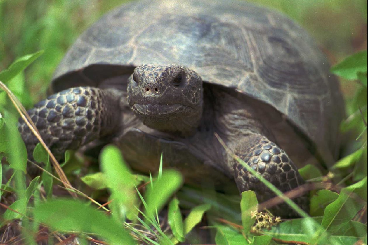 A female gopher tortoise, about 20 years old, makes her way through the weeds and grass at the Joseph W. Jones Ecological Research Center near Newton, Ga. (ToddStone/AP)
