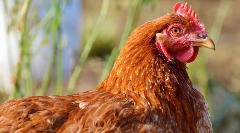 File image of a chicken.