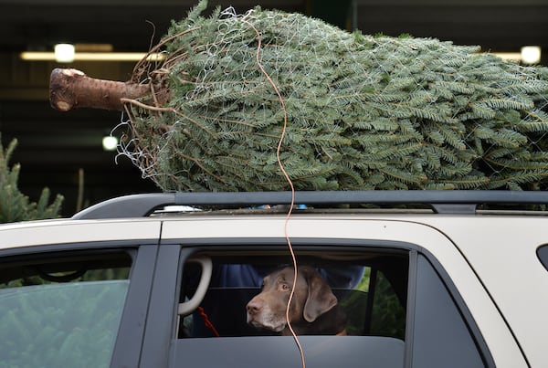 Crockett the dog had no choice in the matter. His family was getting a real tree. (Hyosub Shin/AJC)