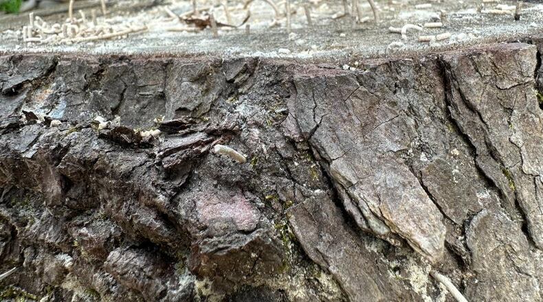 The sap of newly cut trees attracts ambrosia beetles, which bore into the wood and then produce telltale toothpicks on the surface. (Courtesy of Hannah Wise)