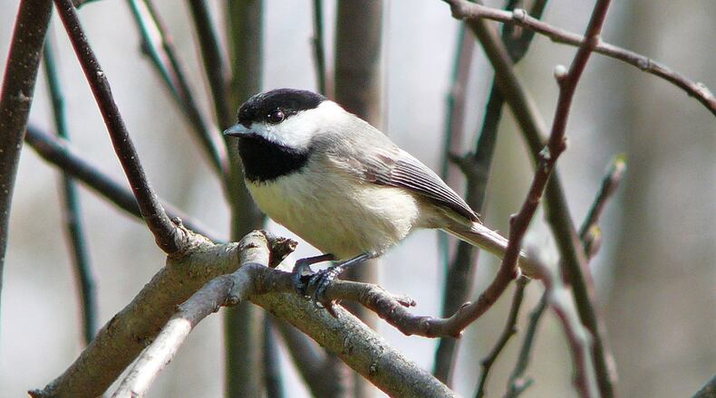 The Carolina chickadee, one of Georgia’s tiniest birds, must consume a lot of food every day during winter to meet high energy demands, including a heart rate of 700 beats per minute and a core body temperature of about 105 degrees Fahrenheit. (PHOTO CREDIT: Ken Thomas/ Wikipedia Commons)