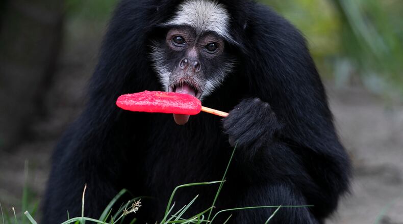 A white-cheeked spider monkey licks a popsicle in the summer heat at the BioParque do Rio in Rio de Janeiro, Tuesday, Jan. 13, 2026. (AP Photo/Bruna Prado)