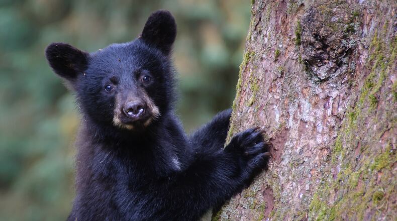 A black bear cub, like the one in this stock image, was spotted frolicking between grave sites at a Roswell cemetery Monday.