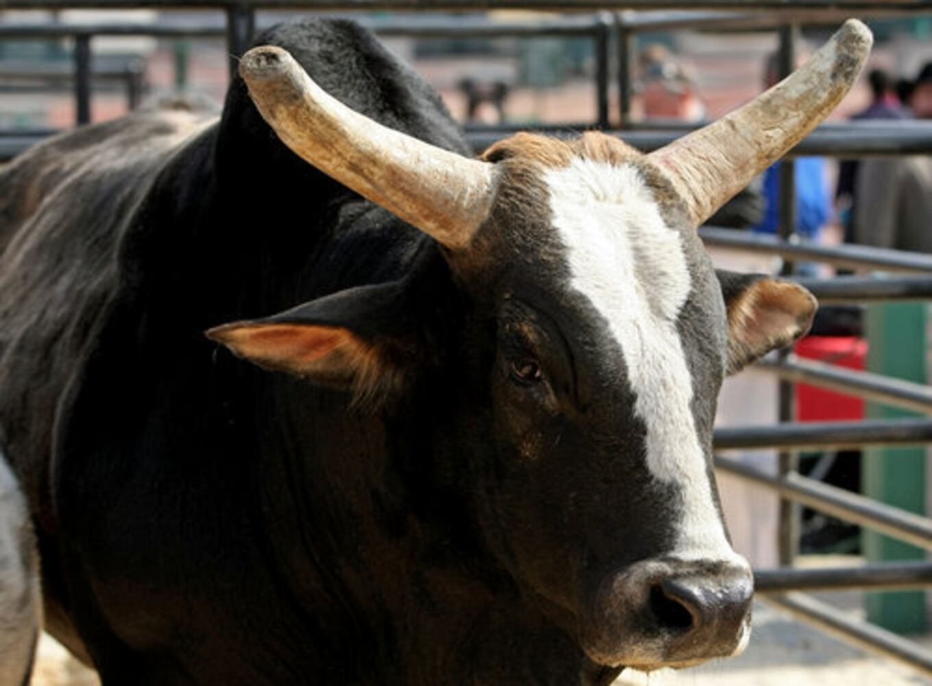 Red carpet bull walk kicks off PBR tour