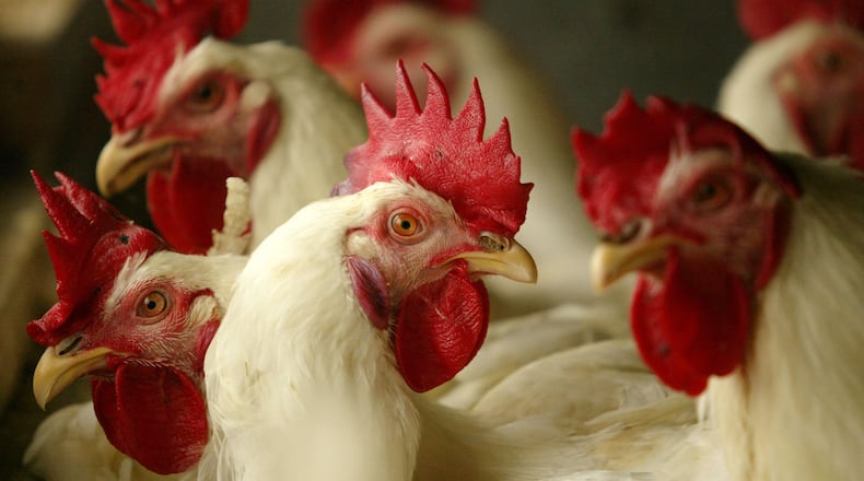 (Photo by Dimas Ardian/Getty Images)