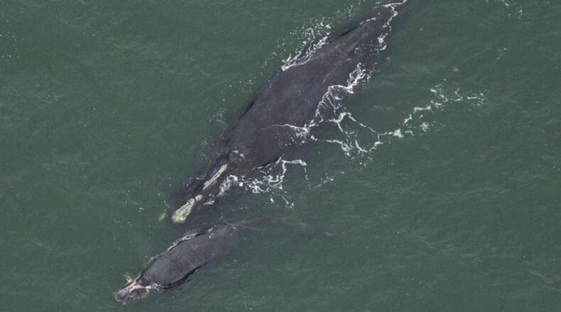 The Clearwater Marine Aquarium Research Institute saw right whale #1950 on Jan. 11, approximately 12 miles off St. Simons Sound, Ga. She is at least 35 years old and this is her sixth documented calf. (Photo Courtesy of Clearwater Marine Aquarium Research Institute, taken under NOAA permit #26919. Aerial survey funded by NOAA Fisheries and the Georgia Department of Natural Resources)