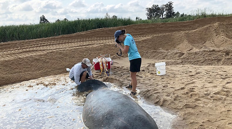 Wildlife workers keep a stranded manatee wet until a bulldozer plows a trench that allows river water to reach the animal. Workers rolled the manatee onto a stretcher and guided it to deeper water.