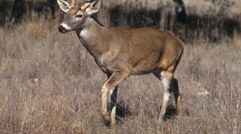 In early fall, white-tailed deer, like this buck, shed their thin fur coats of summer and replace them with thicker, deeper coats to ward off winter's chill. (Scott Bauer/U.S. Department of Agriculture)