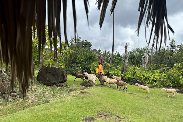 Shepherd A.K. walks a flock of sheep to a pasture at Kaʻala Farm for the animals to eat grass as one way community members mitigate wildfire risks in Waianae, Hawaii on Thursday, April 17, 2025. (AP Photo/Jennifer Sinco Kelleher)