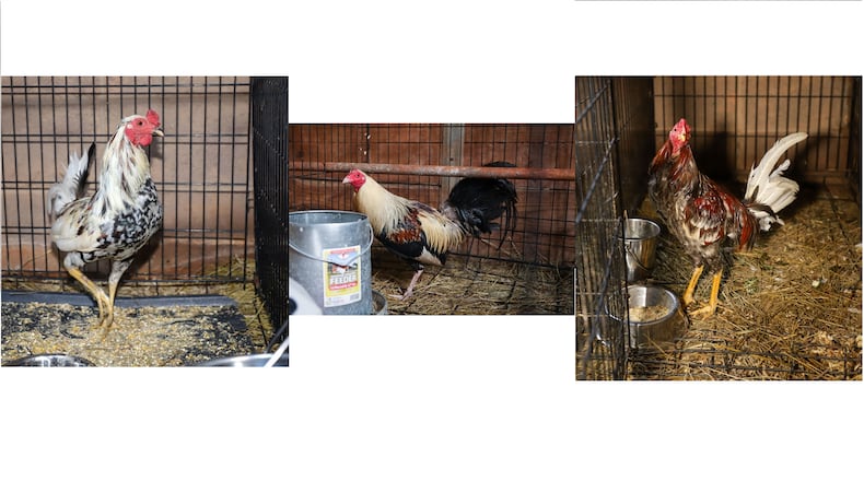 (from left) Buckeye, Ralph and Norton are all available for adoption from the Gwinnett County Animal Shelter.