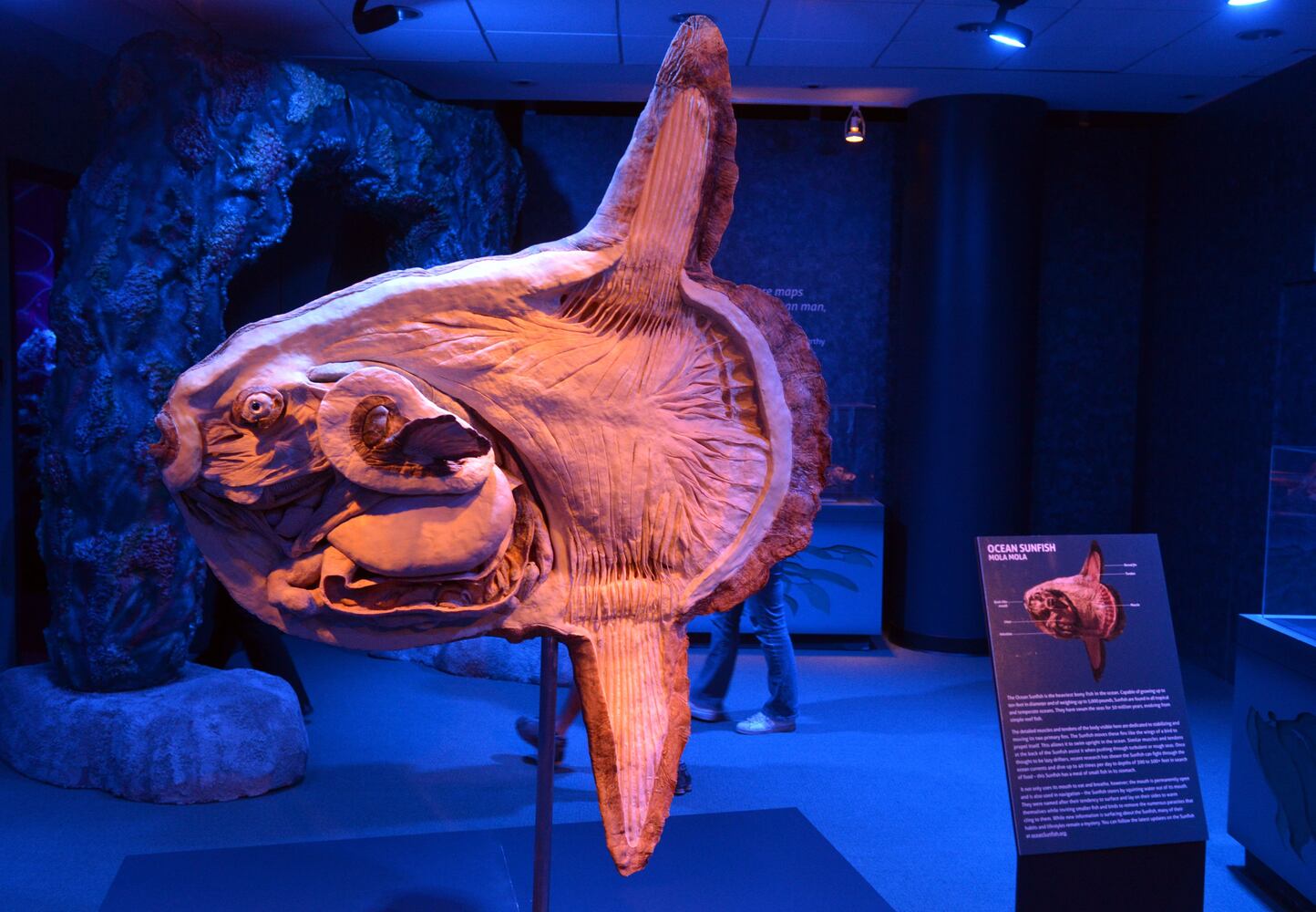 Sea Monsters at Georgia Aquarium