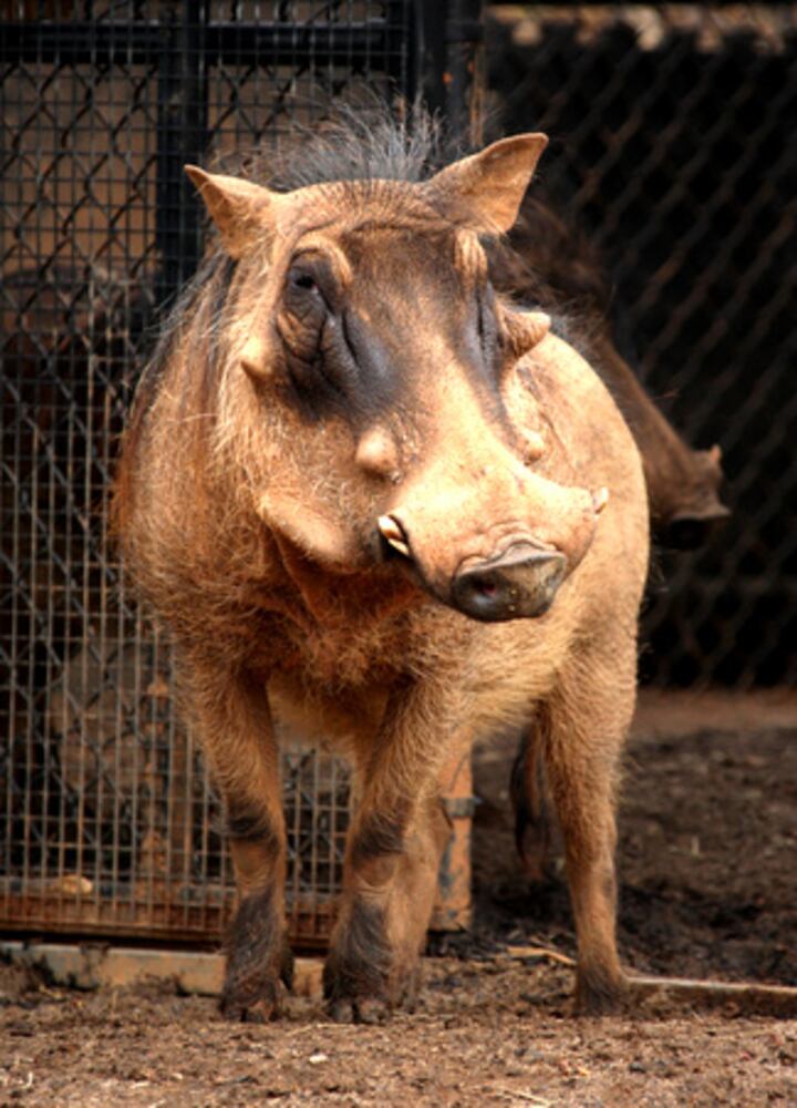 Cute or just plain ugly?