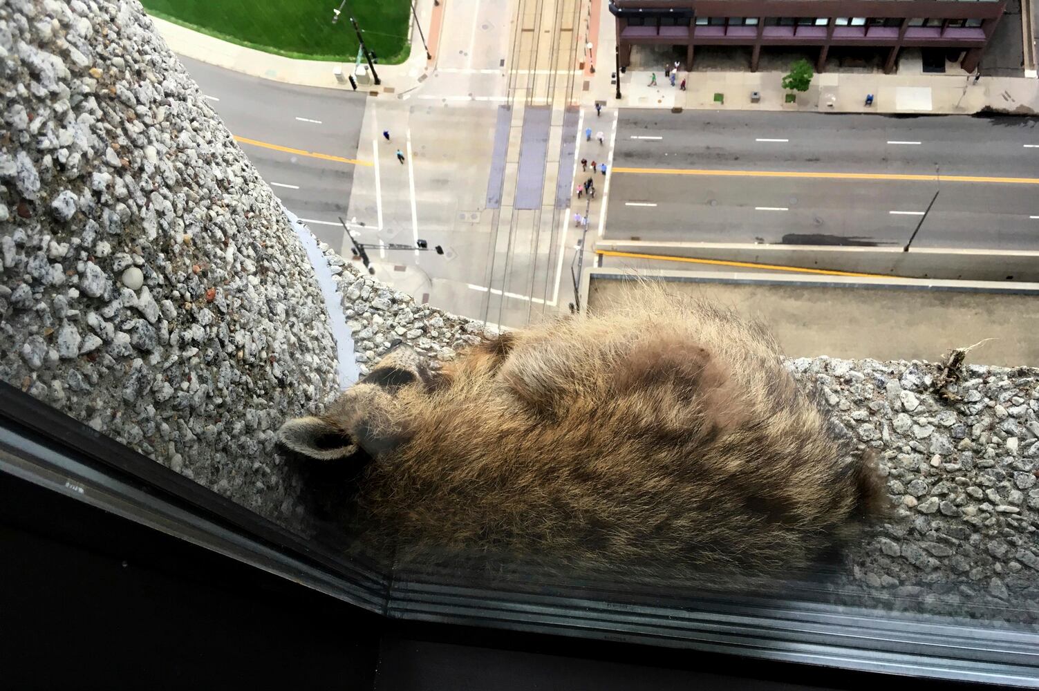 Photos: Raccoon climbs to the top of Minnesota skyscraper, captivates nation