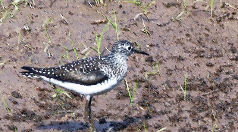 A migrating solitary sandpiper forages along Stockade Creek in the Tapestry preserve in the Ormewood Park neighborhood in southeast Atlanta. Such preserves are helping neighborhoods connect with nature.
(Charles Seabrook for The Atlanta Journal-Constitution)