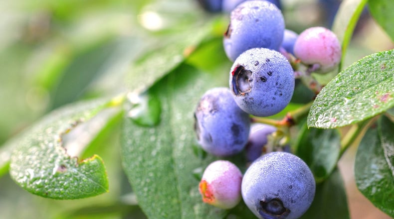 Georgia is the No. 1 state in blueberry production. (Chris Hunt Photography)