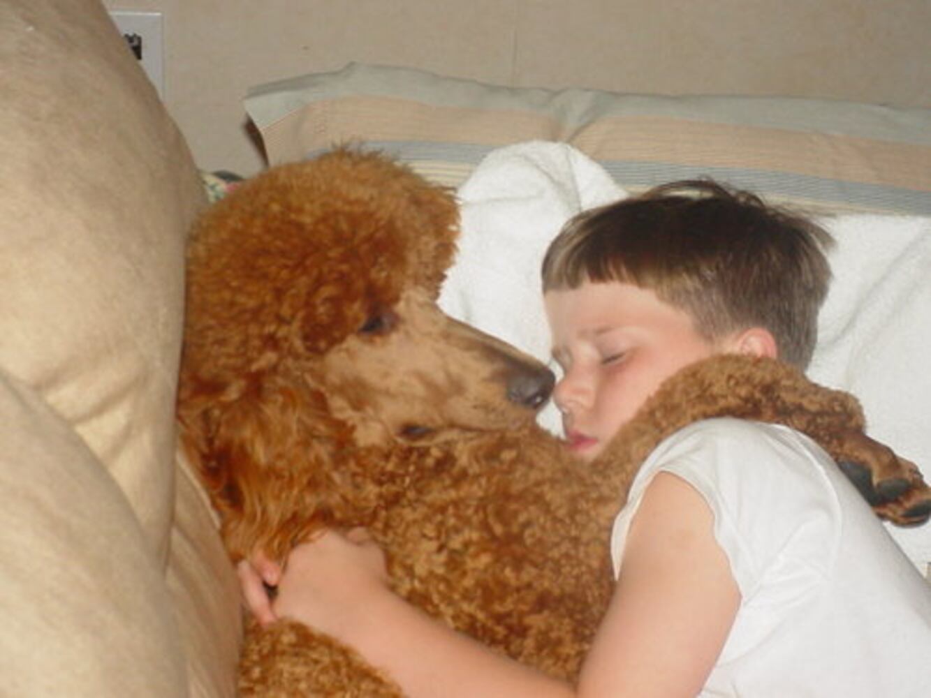 Pampered poodles on parade