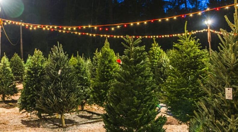 Christmas trees are being sold every day to benefit Calvary Children's Home, 1430 Lost Mountain Road, Powder Springs. (Courtesy of Calvary Children's Home)