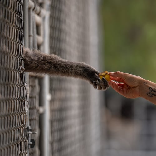 On-site caretaker Jodi Kleier hands a piece of banana to a gibbon at the Gibbon Conservation Center in Santa Clarita, Calif., Friday, Aug. 14, 2026. (AP Photo/Jae C. Hong)
