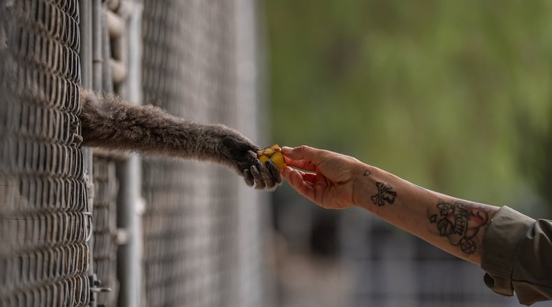 On-site caretaker Jodi Kleier hands a piece of banana to a gibbon at the Gibbon Conservation Center in Santa Clarita, Calif., Friday, Aug. 14, 2026. (AP Photo/Jae C. Hong)