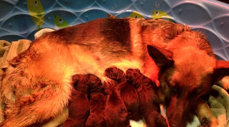 Five puppies were born in Graham on 9/11.