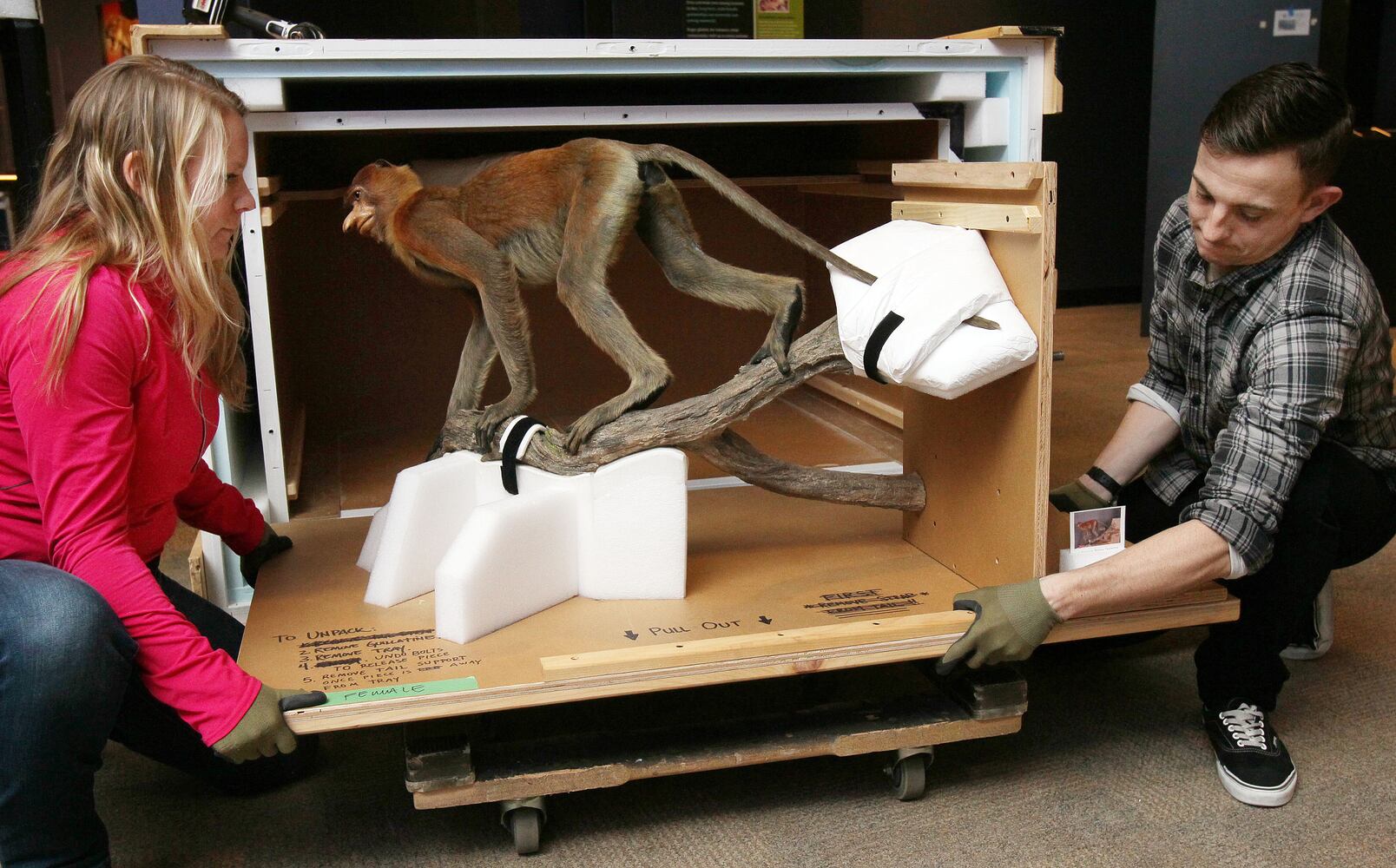'Extreme Mammals' exhibit at Fernbank Museum