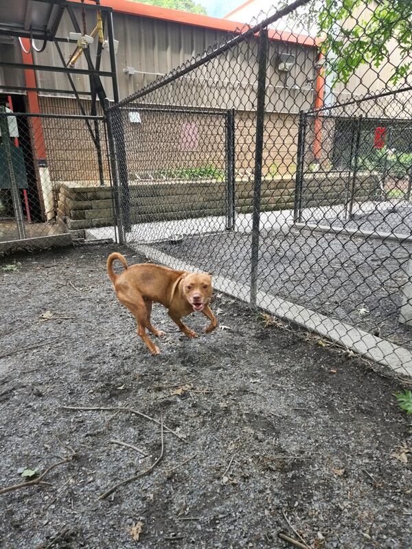 Peaches is a pit bull that Ligaya Figueras adopted from Fulton County Animal Services. Ligaya Figueras/ligaya/figueras@ajc.com