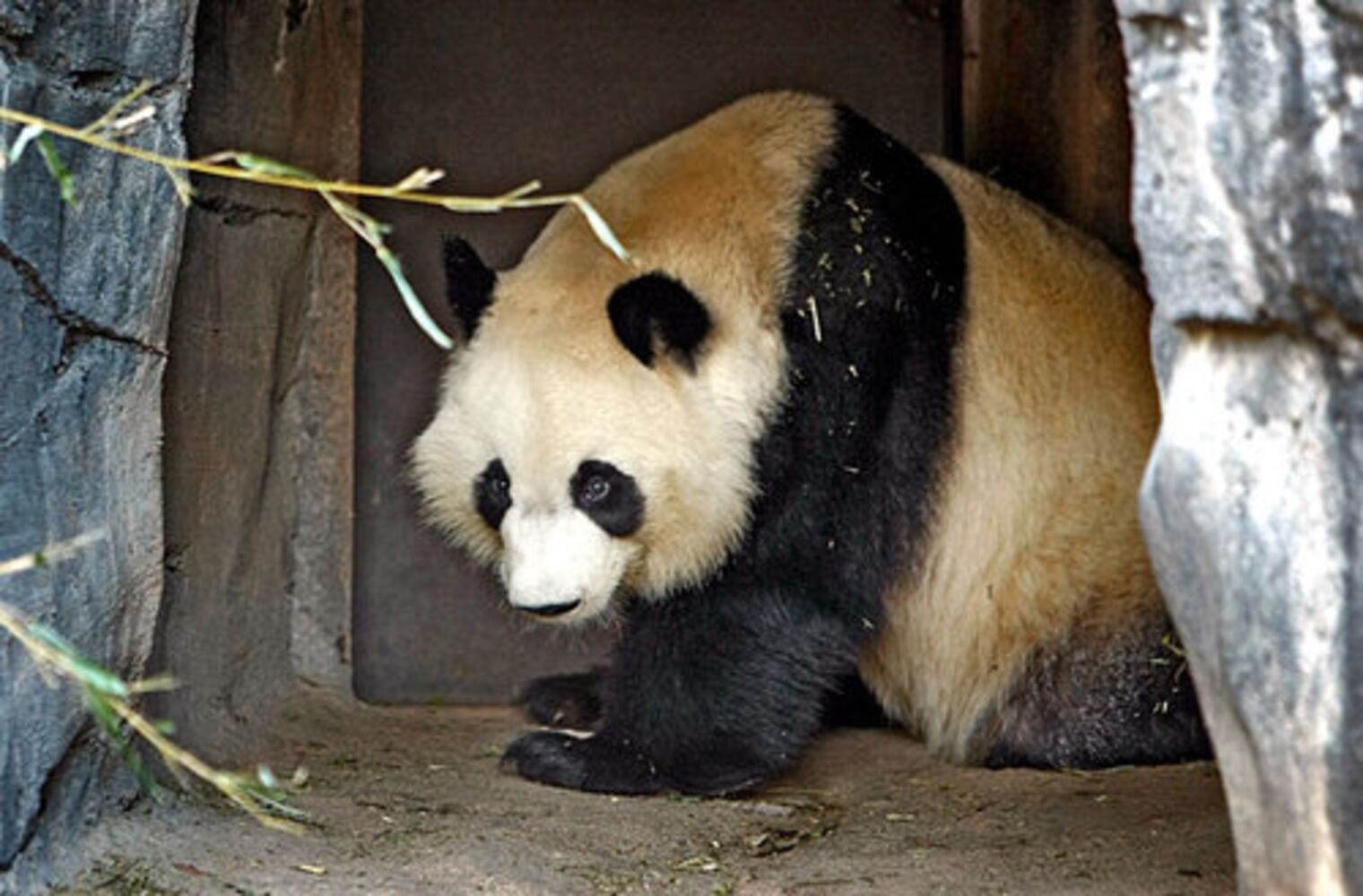 Mei Lan goes to China: Gallery