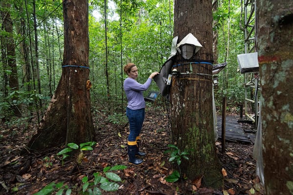 Researcher Ari Miranda Gomes collects sap from a tree at the Esecaflor project, where scientists mimic drought to understand how the rainforest might respond to a drier future, in Caxiuana National Forest, Para state, Brazil, Thursday, March 20, 2025. (AP Photo/Jorge Saenz)