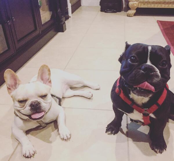 Chunky and Mochi spend Valentine's 2017 together 