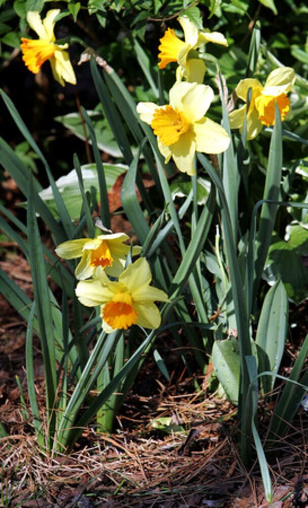 Quick course: What's blooming in metro Atlanta
