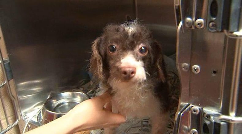 As many as 700 dogs were found living in horrific conditions at a South Georgia breeder’s home, and the Atlanta Humane Society is tending to 10 of them. ATLANTA HUMANE SOCIETY