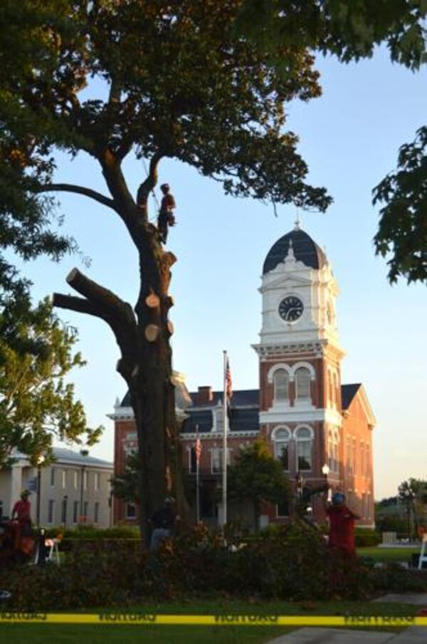Workers with Arbor Equity began the job of removing one of two iconic magnolia trees on the Covington Square. About two hours later, the job was done. (Courtesy of Alice Queen)