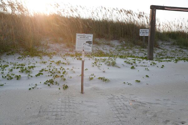 A wire screen can be seen covering a sea turtle nest on Tybee Island.