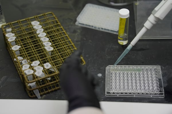 Reese Jackson places a sample used to measure the hydration levels in bees in a tray Tuesday, June 17, 2025, at Bowling Green State University in Bowling Green, Ohio. (AP Photo/Joshua A. Bickel)