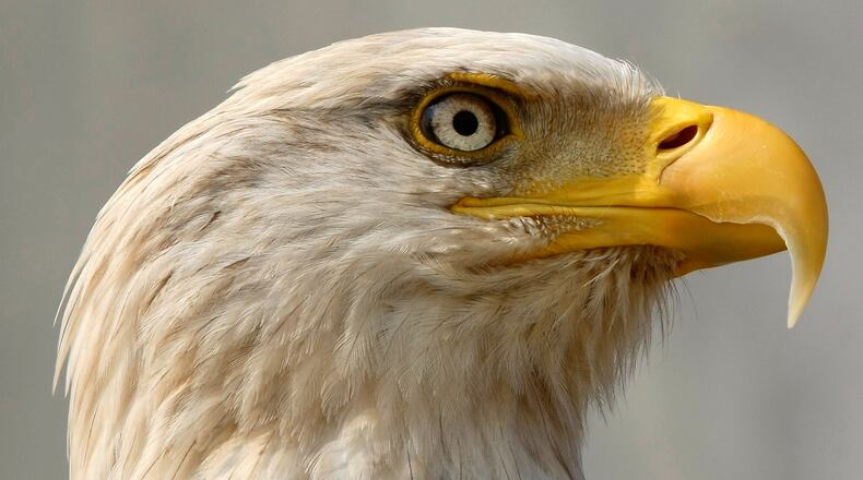 A bald eagle, like the one pictured above, recently died in eastern Pennsylvania after suspected lead poisoning from ingesting lead from ammo left in the wild by hunters.