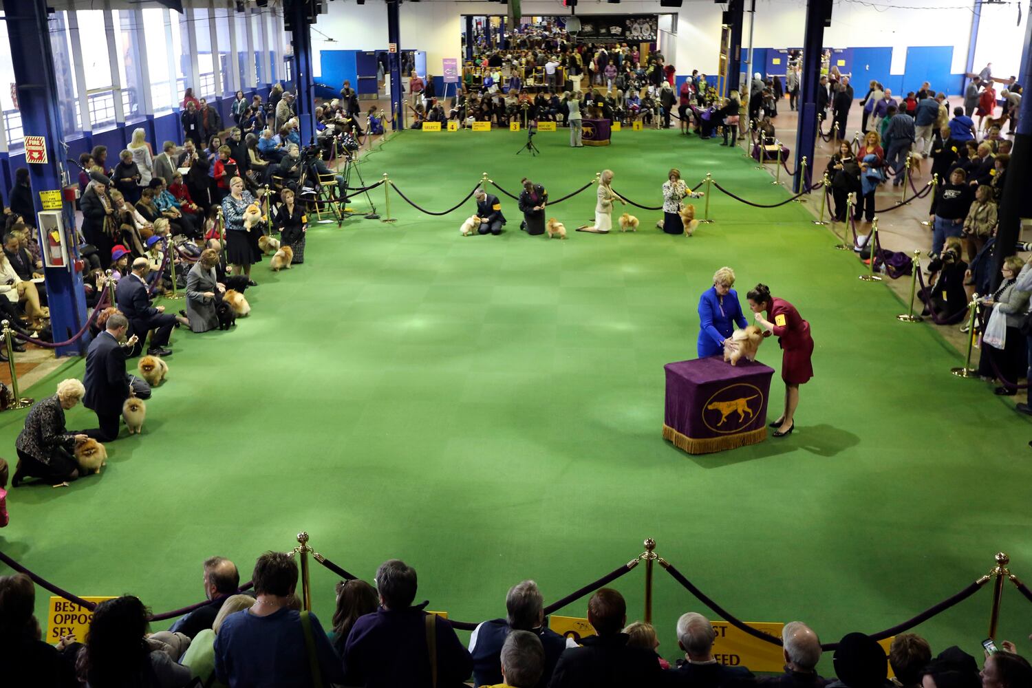 137th Westminster Dog Show