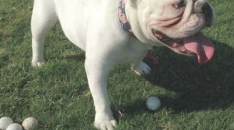 Chapel, a registered English bulldog, was reported stolen in Athens. (Credit: The Athens Banner-Herald)