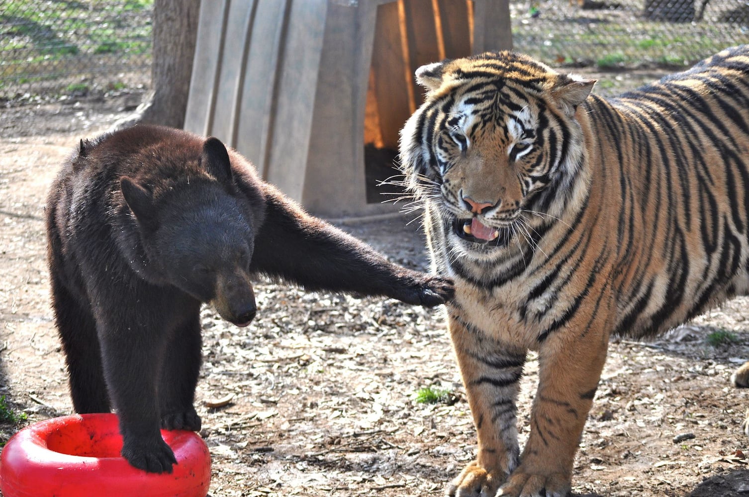 Noah's Ark Sanctuary