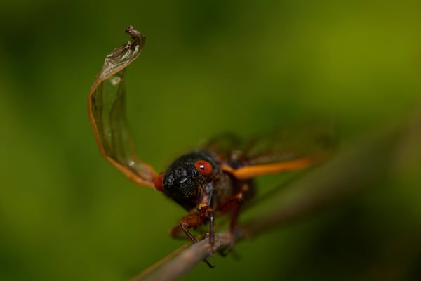 An adult periodical cicada pauses on a twig at Valley View Nature Preserve, Saturday, May 24, 2025, in Milford, Ohio. (AP Photo/Carolyn Kaster)