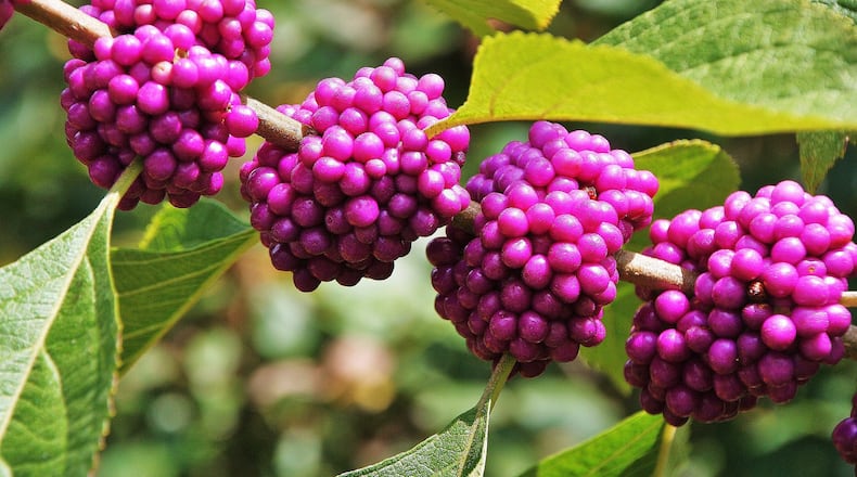 The magenta berries of the American beautyberry, one of Georgia’s most common wild shrubs, stand out in the woods and other wild places this time of year. The berries are nutritious food for more than 40 bird species. CHARLES SEABROOK