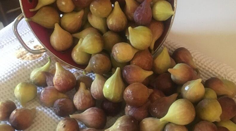 Lynn Ford often shares summer’s bounty of fresh figs with friends and neighbors. CONTRIBUTED BY LYNN FORD