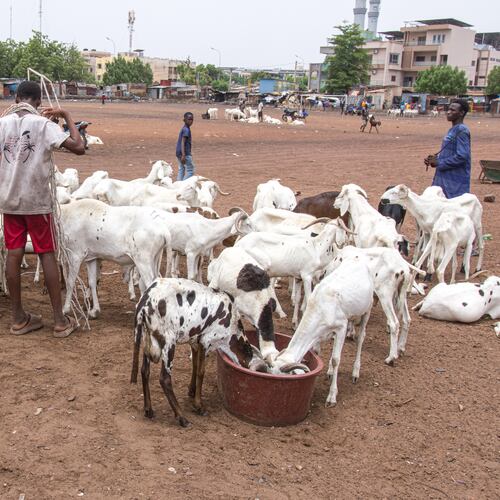 Herders and buyers stand beside sheep for sale ahead of the Muslim feast of Eid al-Adha in Bamako, Mali, Tuesday, May 26, 2026. (AP Photo/Boubacary Bocoum)