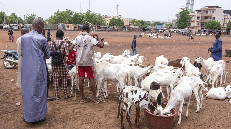Herders and buyers stand beside sheep for sale ahead of the Muslim feast of Eid al-Adha in Bamako, Mali, Tuesday, May 26, 2026. (AP Photo/Boubacary Bocoum)