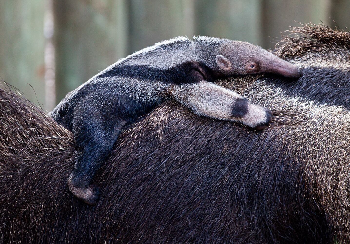 Busch Gardens Tampa Bay Summer Babies
