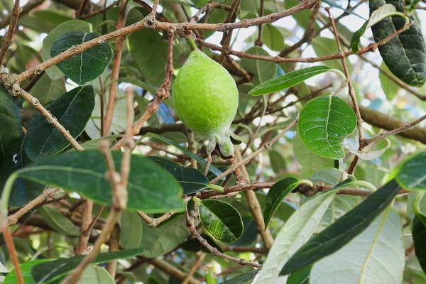 A feijoa hangs from a backyard tree in Wellington, New Zealand, on Sunday, May 11, 2025. (AP Photo/Charlotte Graham-McLay)