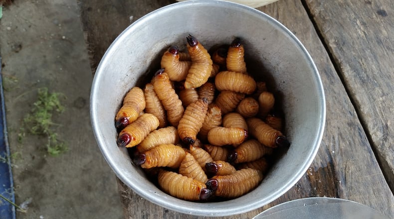 As other food options grow scarce, humans will turn to maggots, locusts and even kangaroo meat for food, according to an Australian university scientist.