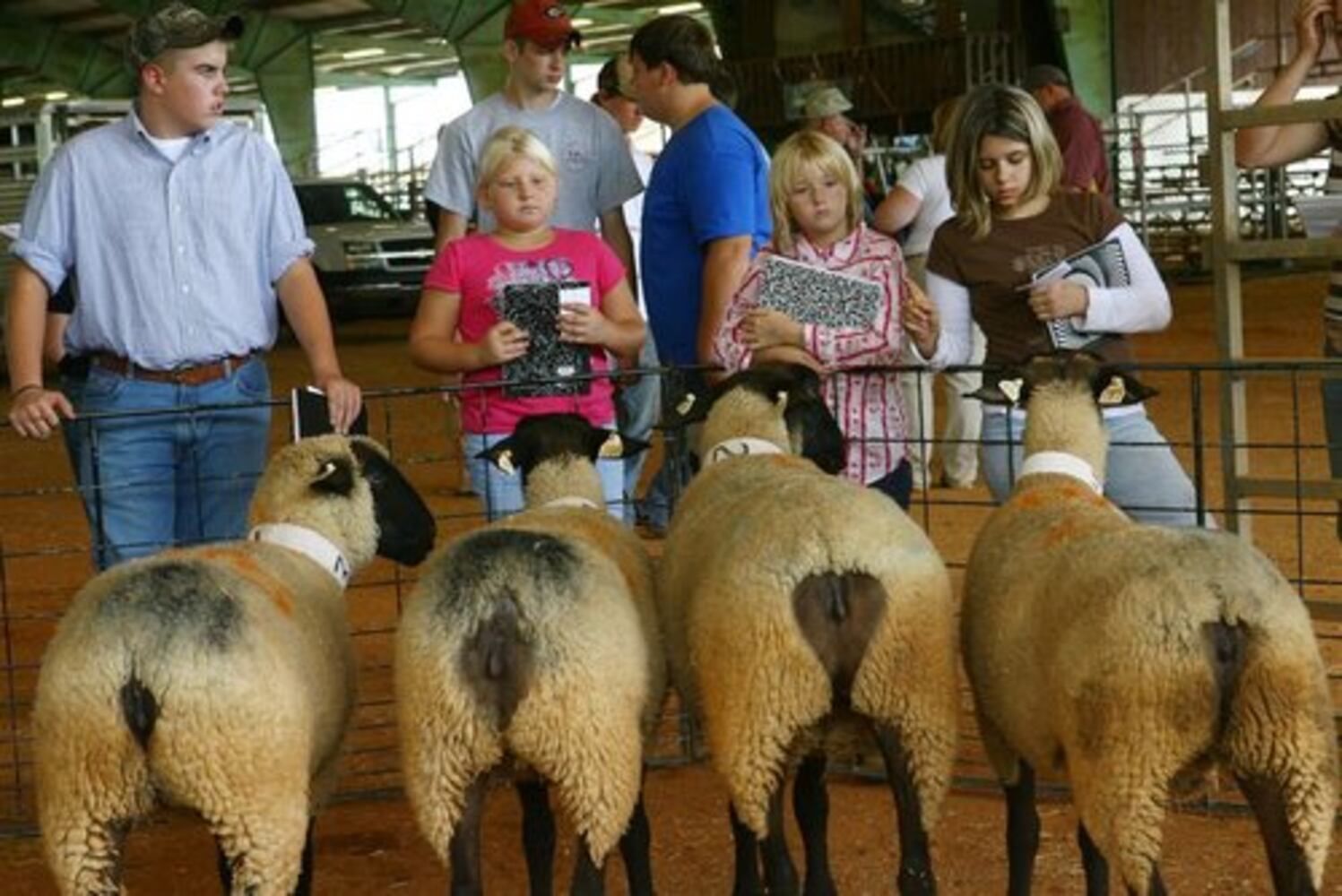 Cows on parade at Gwinnett fair
