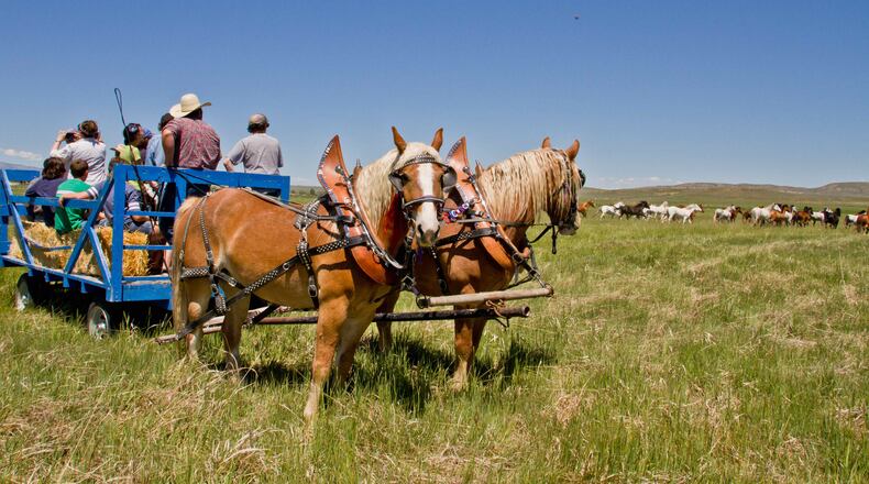 Tour a 900-acre cattle ranch and observe the wild mustangs at the Wind River Wild Horse Sanctuary in Lander, Wyo. CONTRIBUTED BY WIND RIVER WILD HORSE SANCTUARY