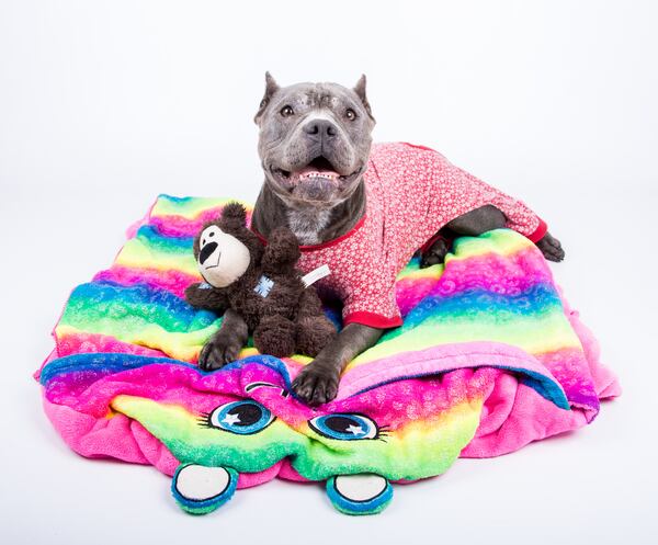 Chunk may be available to foster for the Thanksgiving holiday. HANDOUT