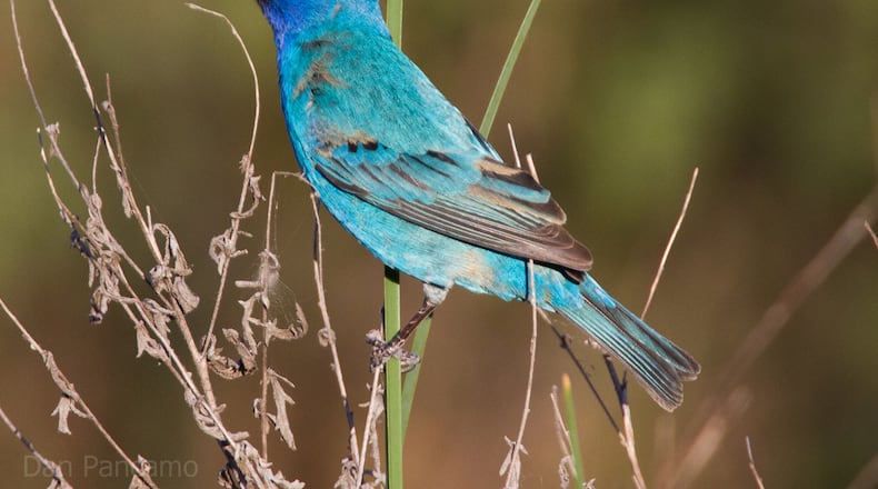 The indigo bunting (male shown here) is one of the species that migrated to Latin America for the winter but is now returning to Georgia for the spring and summer nesting season. (Courtesy of Dan Pancamo/Creative Commons)